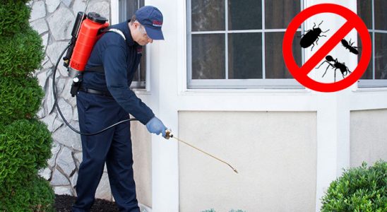 Ağlı Hamam Böceği İlaçlama böcek ilaçlama ve haşere kontrolü — ilaclama-tr.com